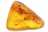 Detailed Fossil Fly (Diptera) In Baltic Amber #93822-1